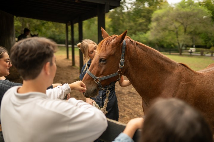 People petting a brown horse at a fenced area in a park.