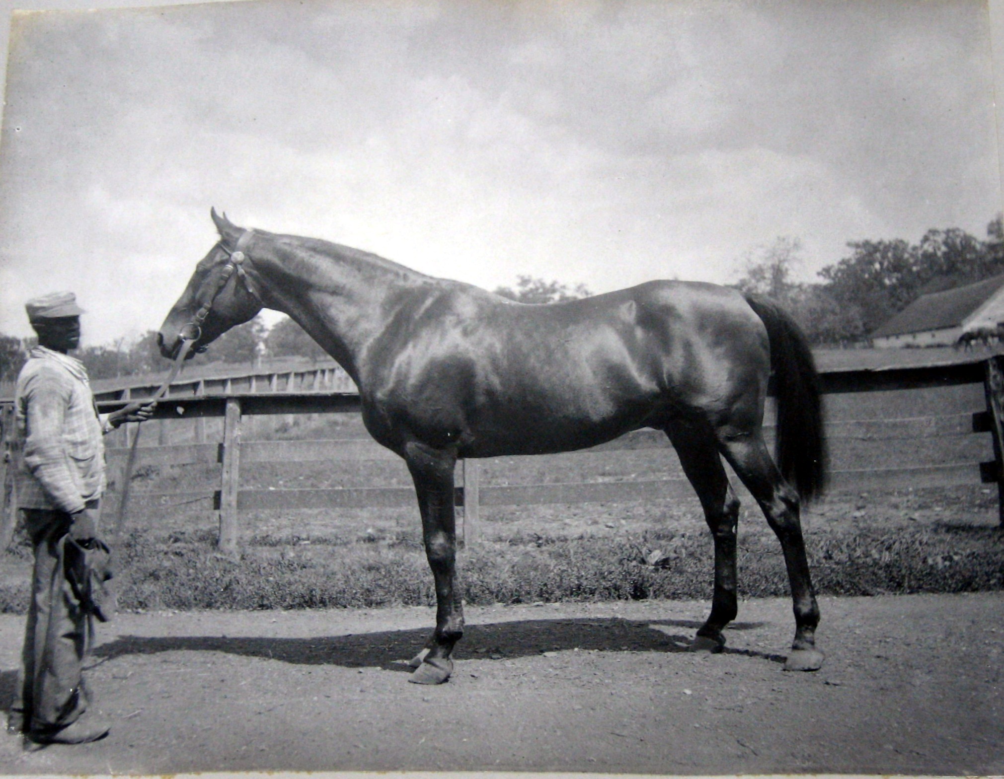 a brown horse standing on top of a dirt field