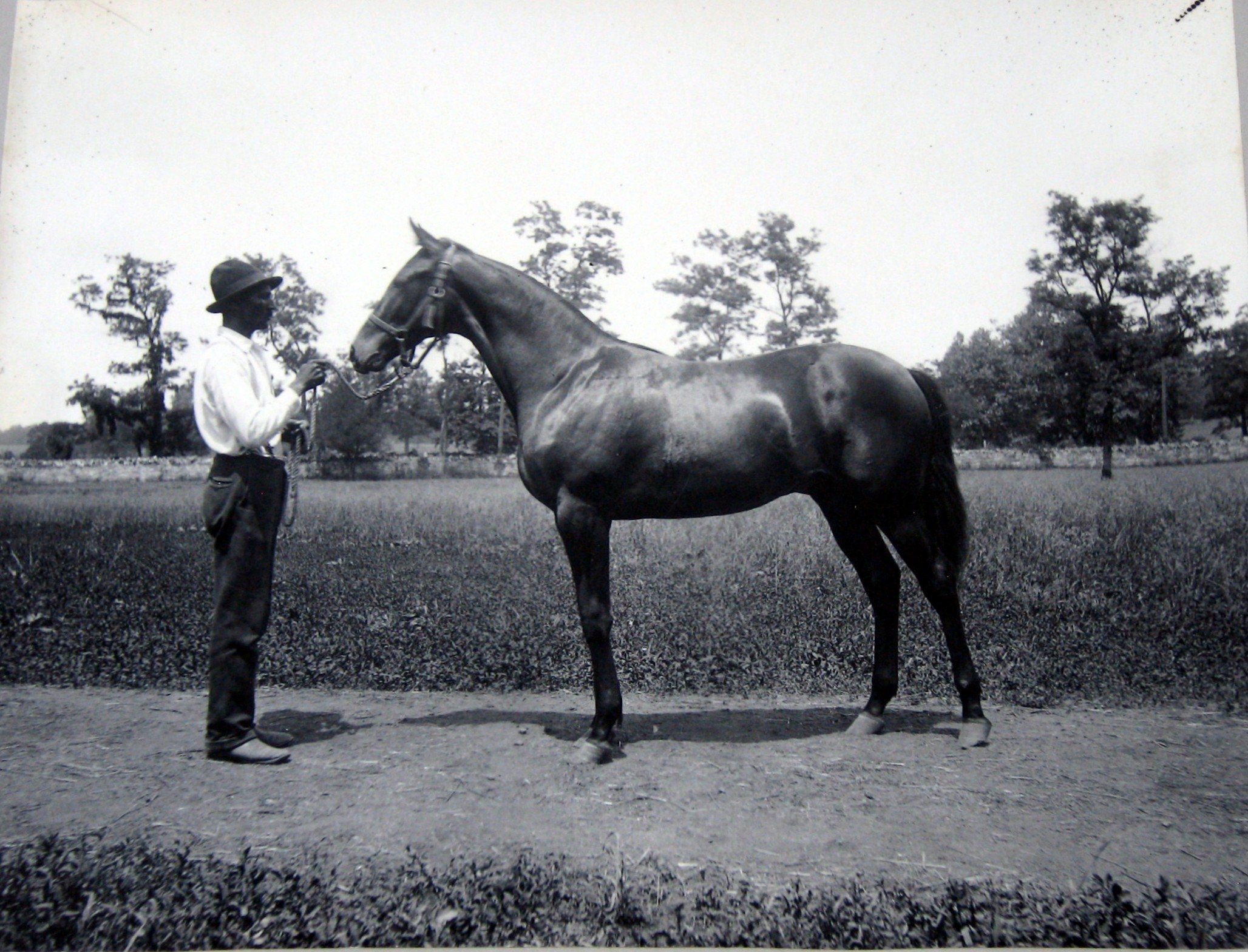 a horse standing on top of a dirt field